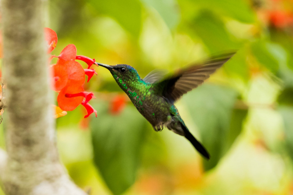 Conservação da biodiversidade com sig